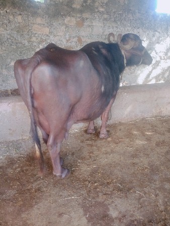 ભેશ વેચવાની સે