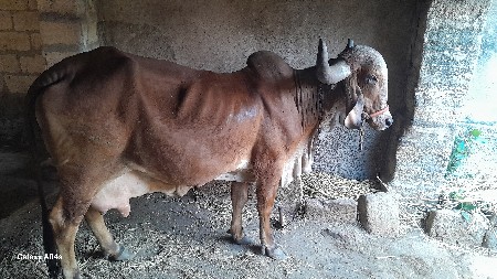 ગાય વેચવાનિ સે