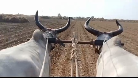 બળદ વેચવાના છે