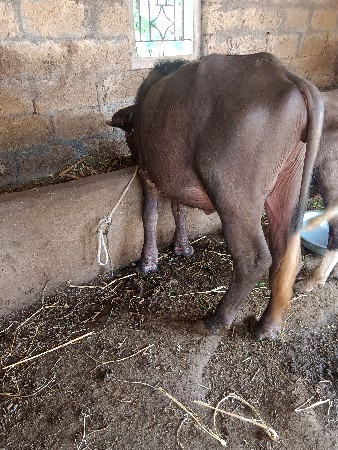 પાડી અને પાડો વેચવાનો છે