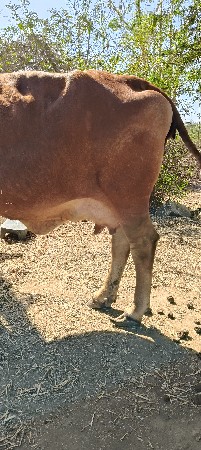 ગાય વેચવાની છે