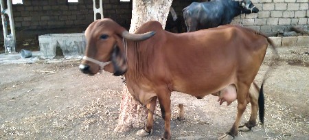 ગાય વેશવાની છે