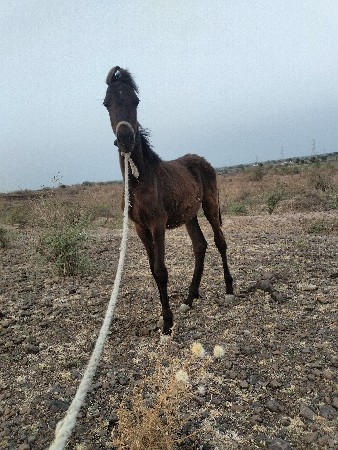 સુરેશભાઈ