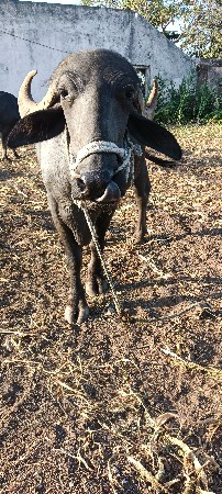 ભેશ વેચવાની છે