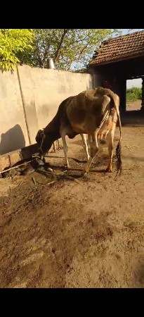 થંબનેલ 3