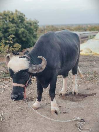 ખડેલૂ.વેચવાનૂ છે