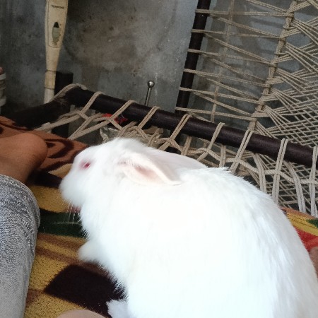 સસલાં વેશવા નાં છે કિંમત 1200