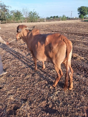 થંબનેલ 3