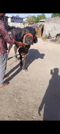 ખડેલિ વેચવાનું છે.