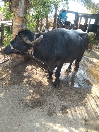 ભેંસ વેચવાની છે