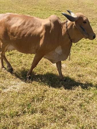 ગાય વેચવાની છે