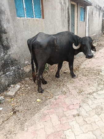 થંબનેલ 2