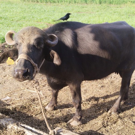 ભેંસો વેચવાની છે