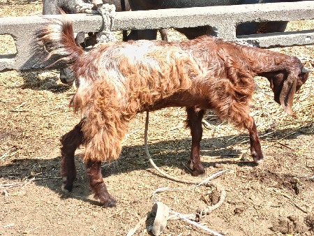 બકરી વેચવાની છે