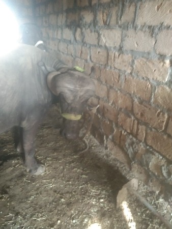 પાડો વેચવાનો છે