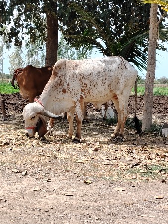 थंबनेल 2