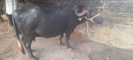 ભેંશ દેવાની છે