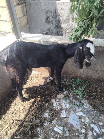 થંબનેલ 2