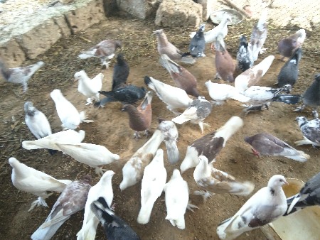 કબુતર વેચવાના છે