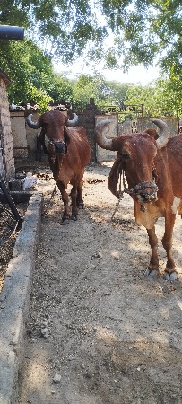 બે વાવણી વાવેલ