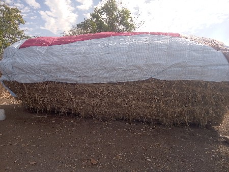 ગુંદરી ની નીરણ 75000