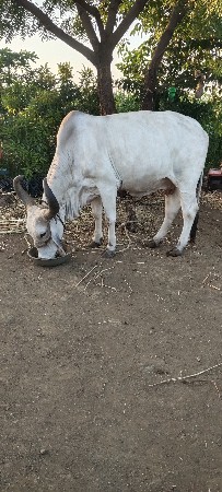 vechvani che