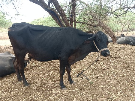 थंबनेल 3