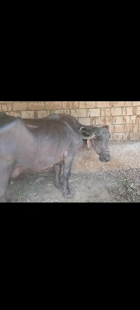 थंबनेल 2