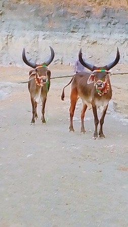 મારવા બેસવાની ફૂલ જવાબ જાવી બે બે