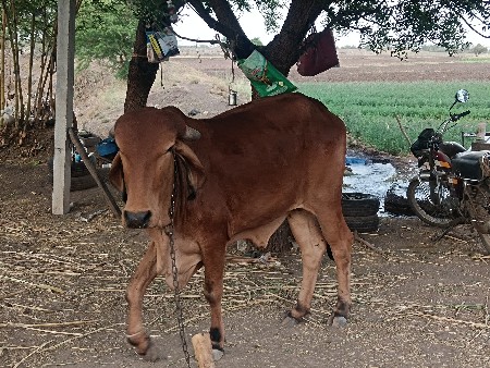 થંબનેલ 2