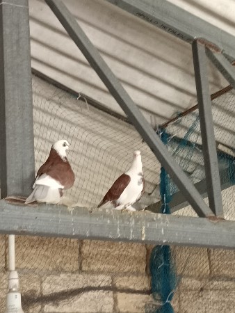 थंबनेल 2