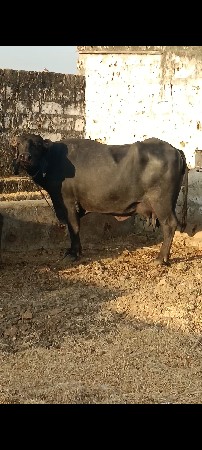 2 વેતર 15 દિવસ ની કાચી