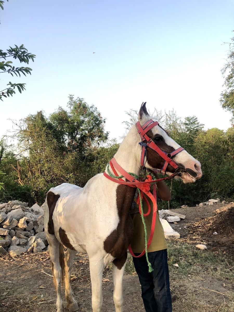 थंबनेल 3