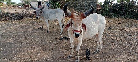 બળદ વેચવાના છે