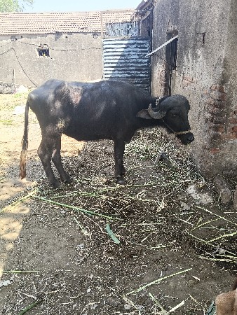 थंबनेल 3