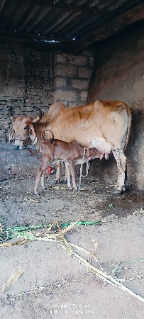 ગાય વેચવાની છે