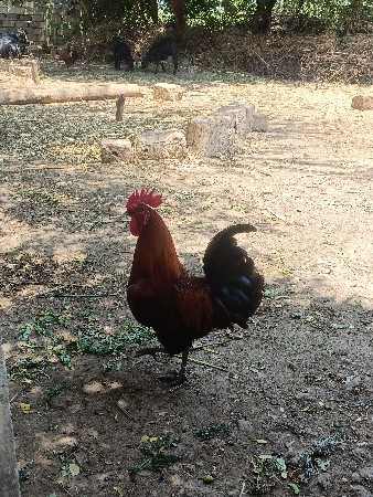 દેસી ઇન્ડા