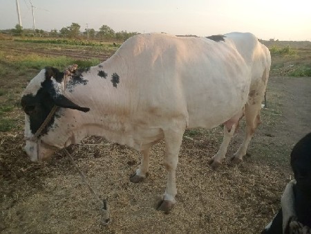 jarsi gayu vechavani se