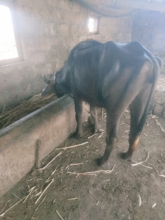 થંબનેલ 3