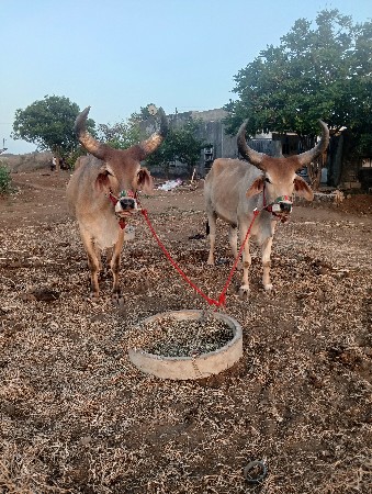 પરદેશી માકડા