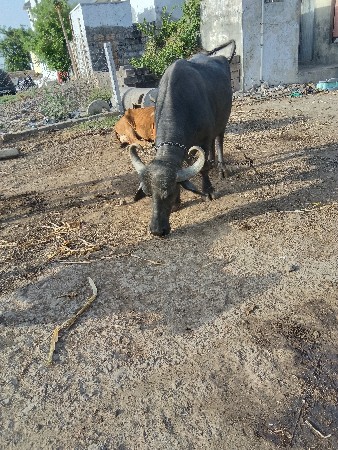 મનોજ લામકા નાની માટલી