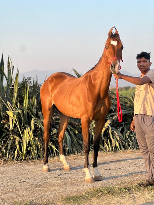 थंबनेल 3