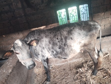 थंबनेल 3