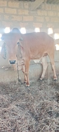 વાછડી વેચવાની છે