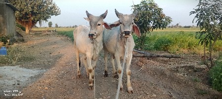 સાટા કરવાના હે