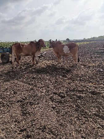 બીજી ધર ના બરધ વેશવા ના છે