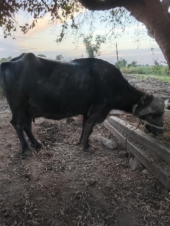 વેચવાની છે