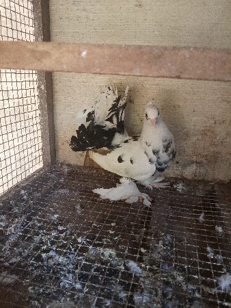 થંબનેલ 2