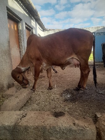 થંબનેલ 3