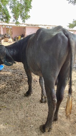 થંબનેલ 3